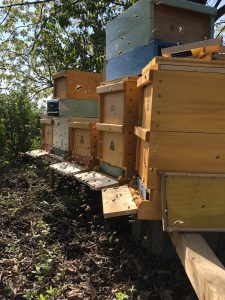Flugbewegungen beim Bienenstock