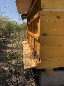 Bienen beim Bienenstand