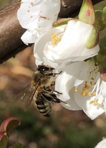 Biene in der Kirschenallee