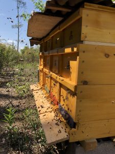 Bienen beim Bienenstand