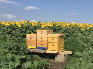Bienenstöcke im Sonnenblumenfeld