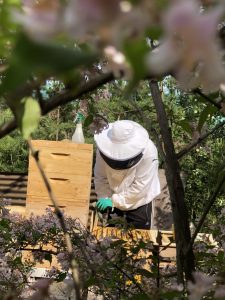 Imker am Bienenstand