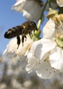 Biene an der Kirschenblüte