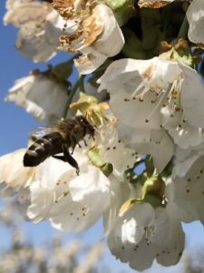 Biene an der Kirschenblüte