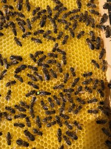 Leere Wabe mit Bienen